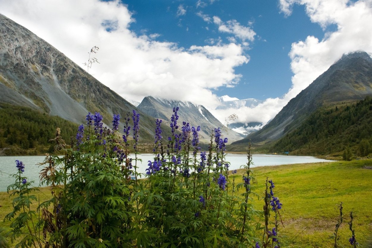 Разнотравье Алтая