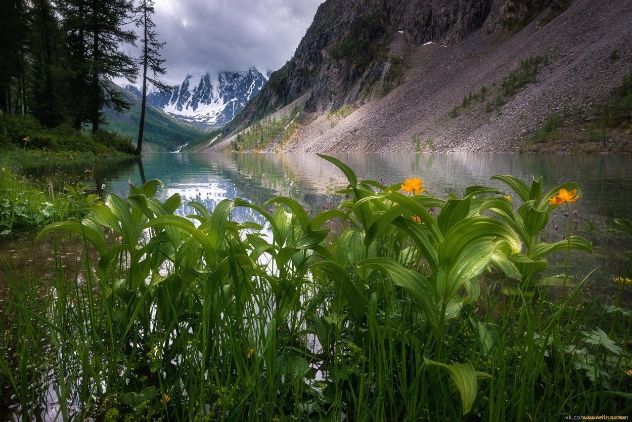 Иван чай горный Алтай