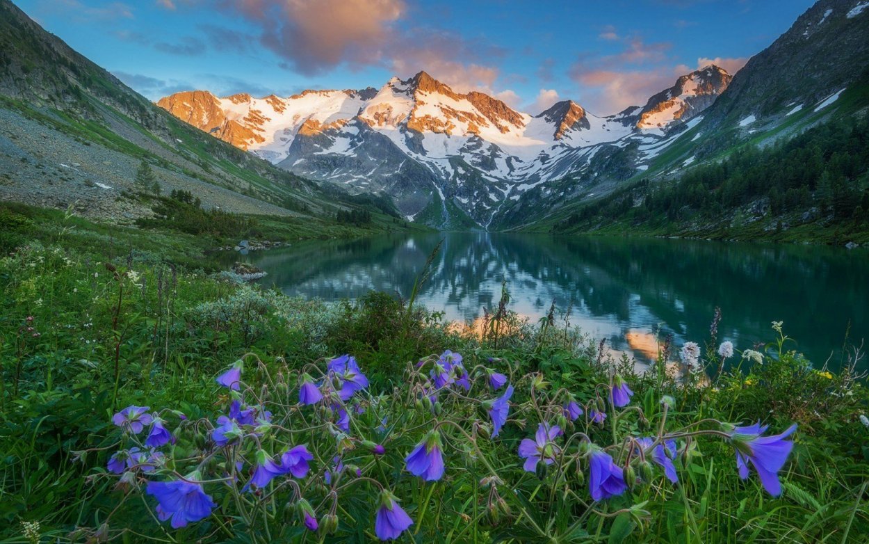 Горный Алтай купальница