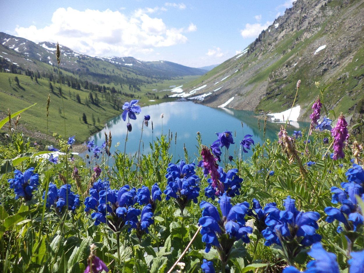 Алтай цветы гора Белуха