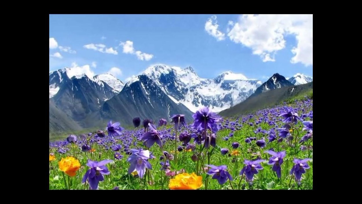 Горный цветок Медео