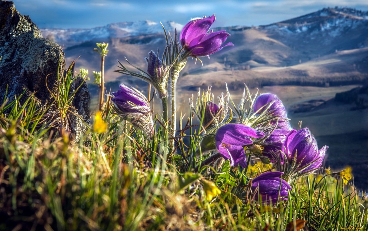Катунский заповедник Альпийские Луга