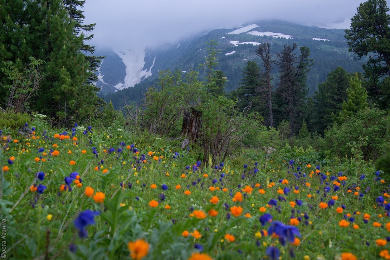 Горы лес озеро река Долина цветы