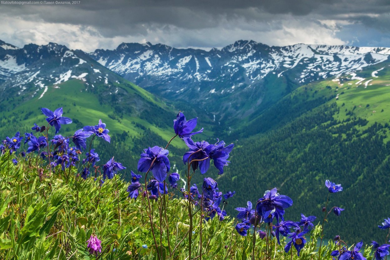 Горный Алтай цветение трав
