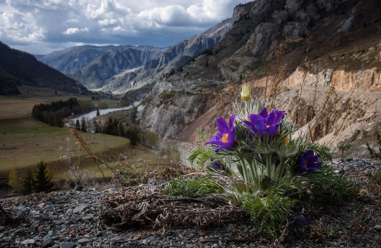 Горный цветок
