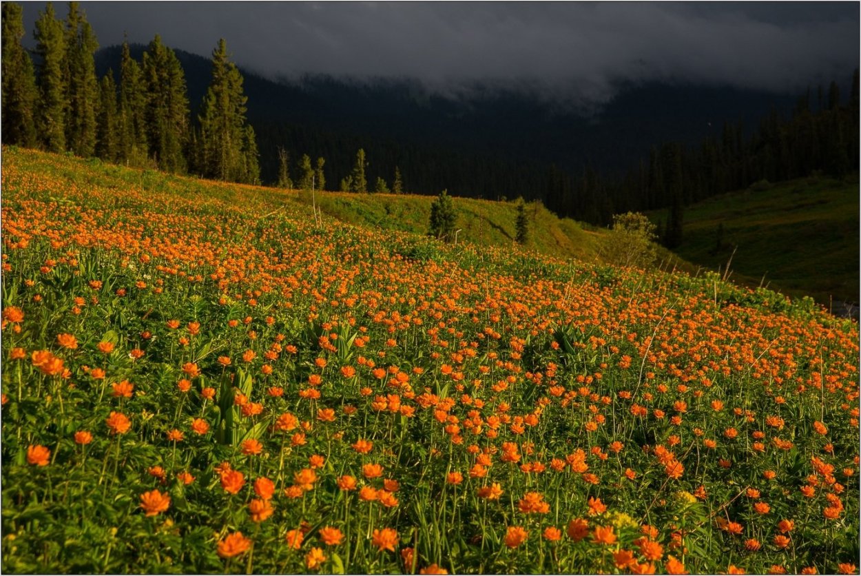 Горный Алтай жарки