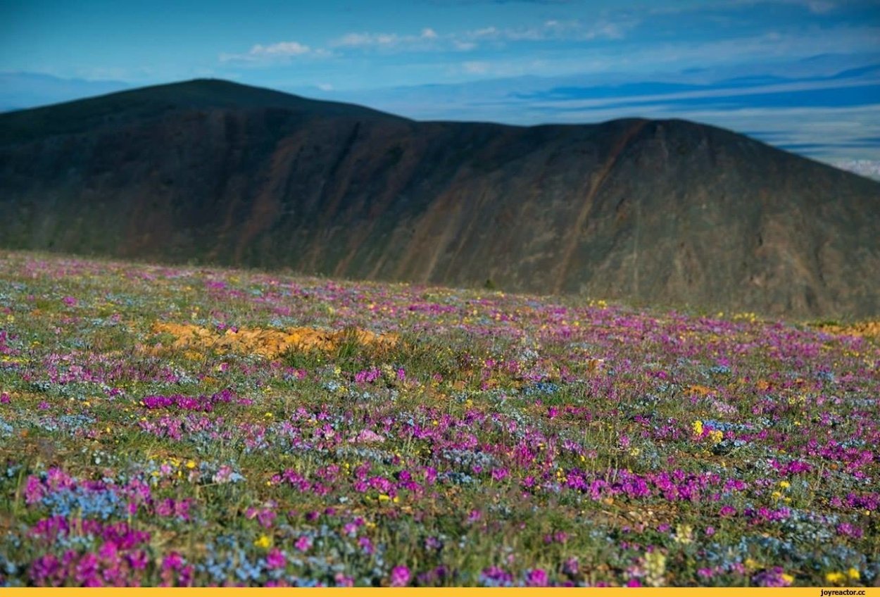 Алтай цветы Шавлинское