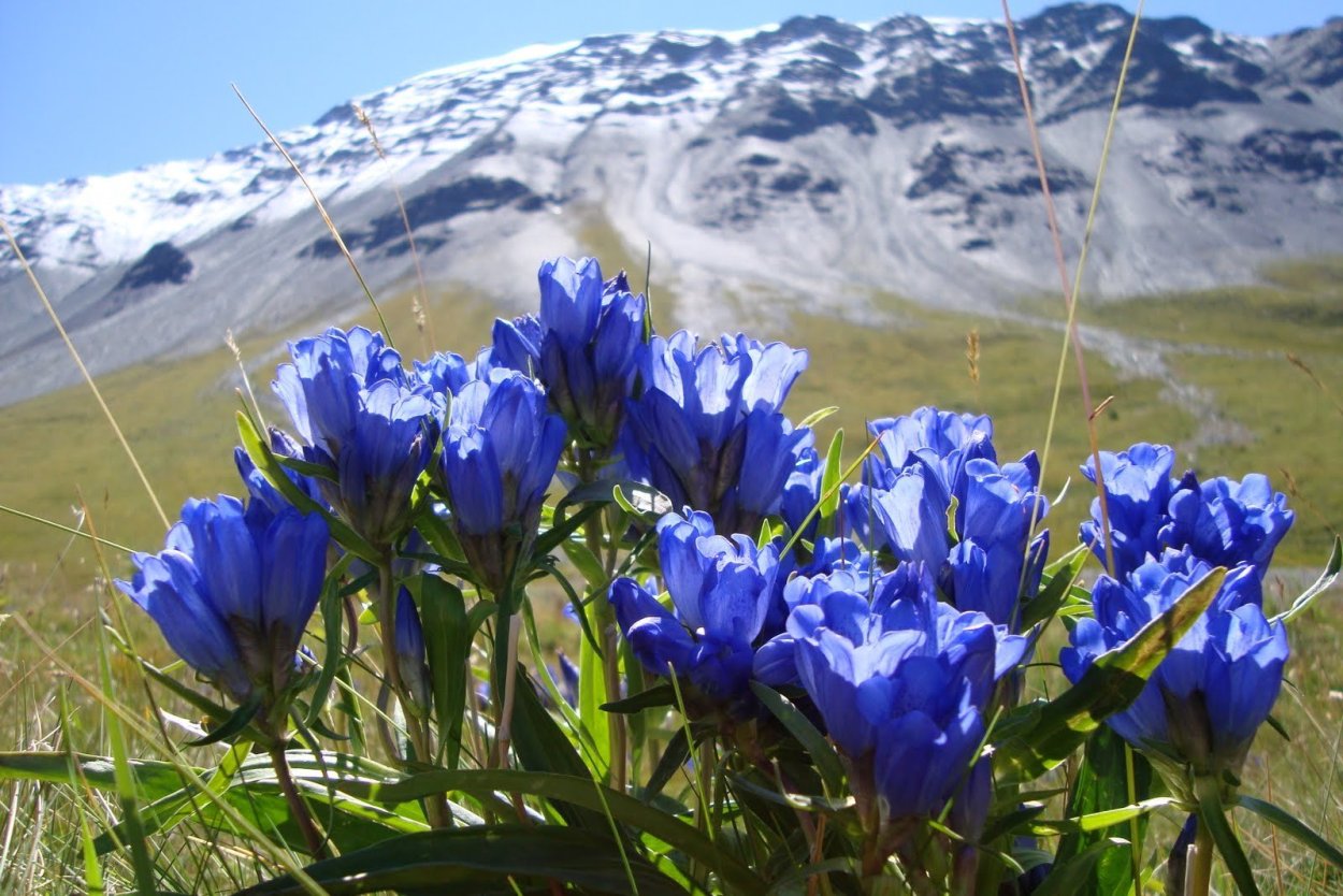 Высокогорный Мак Алтай