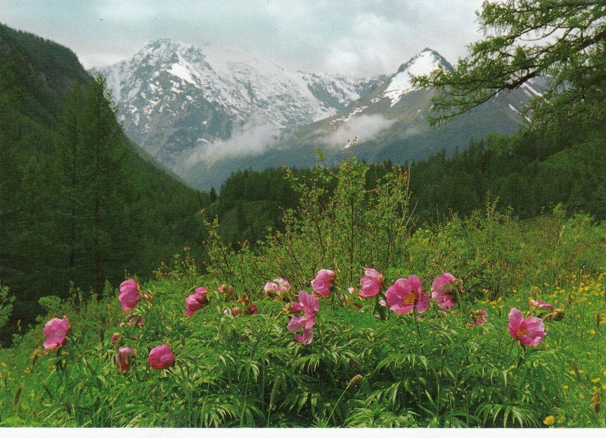 Белуха Алтай маральник