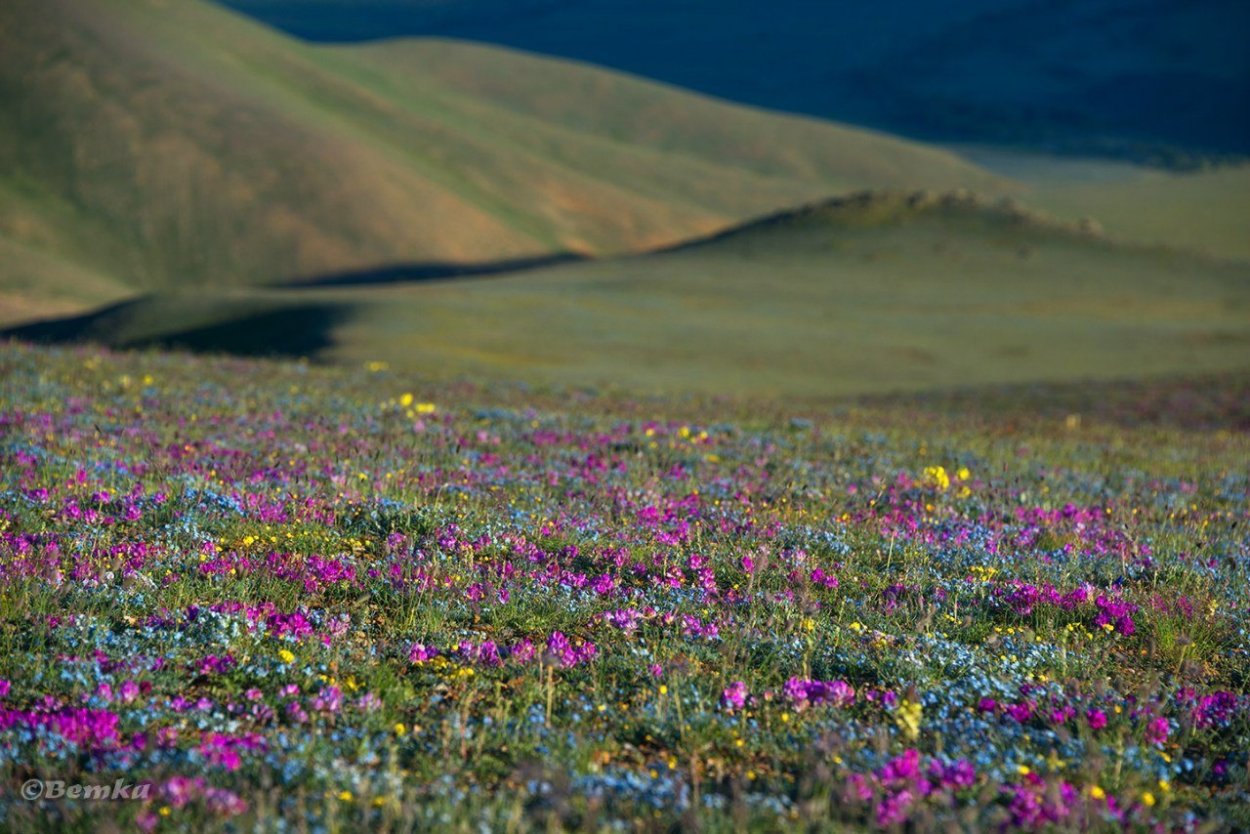 Озеро Байкал Иван чай