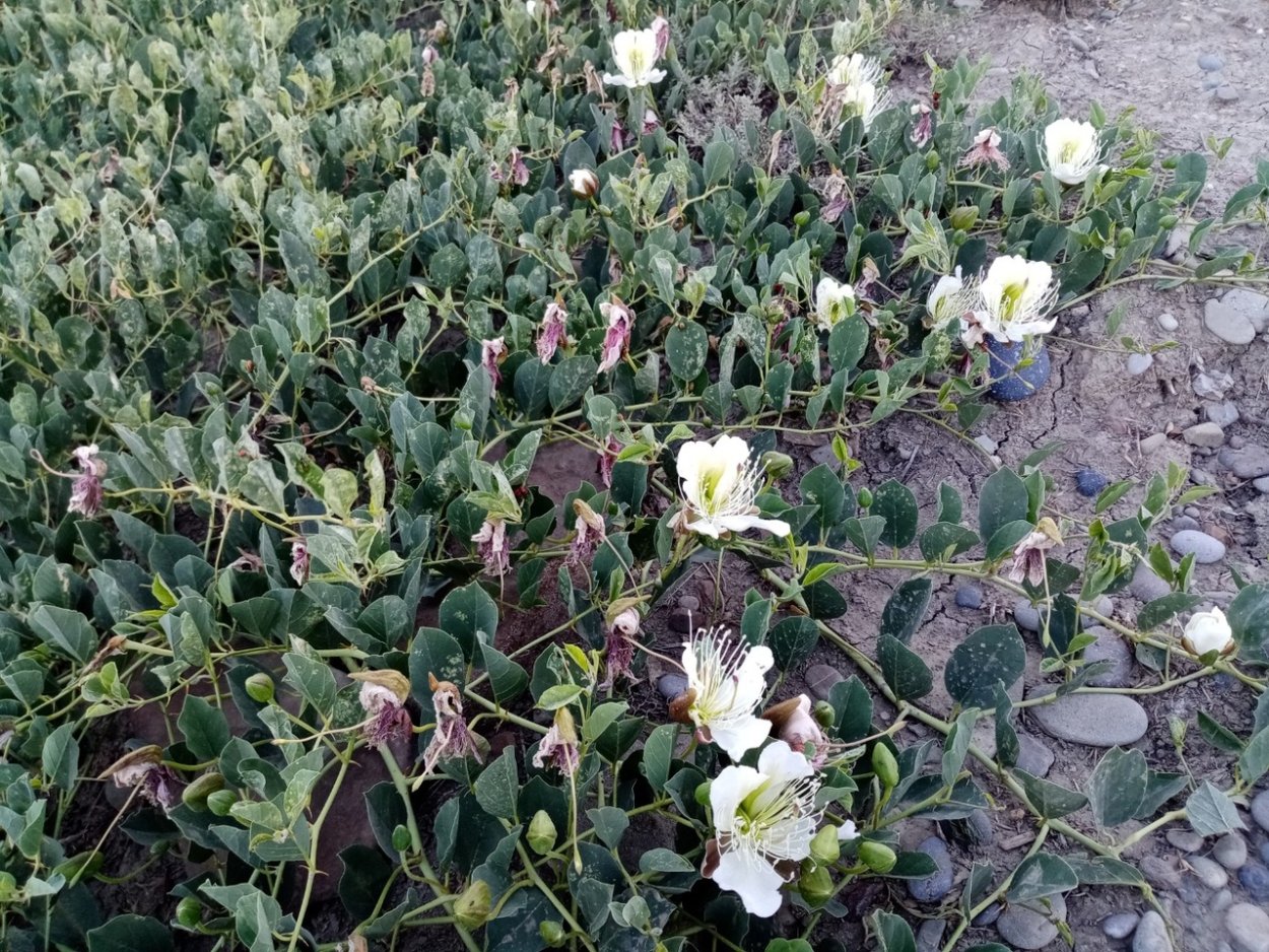 Каперсы травянистые