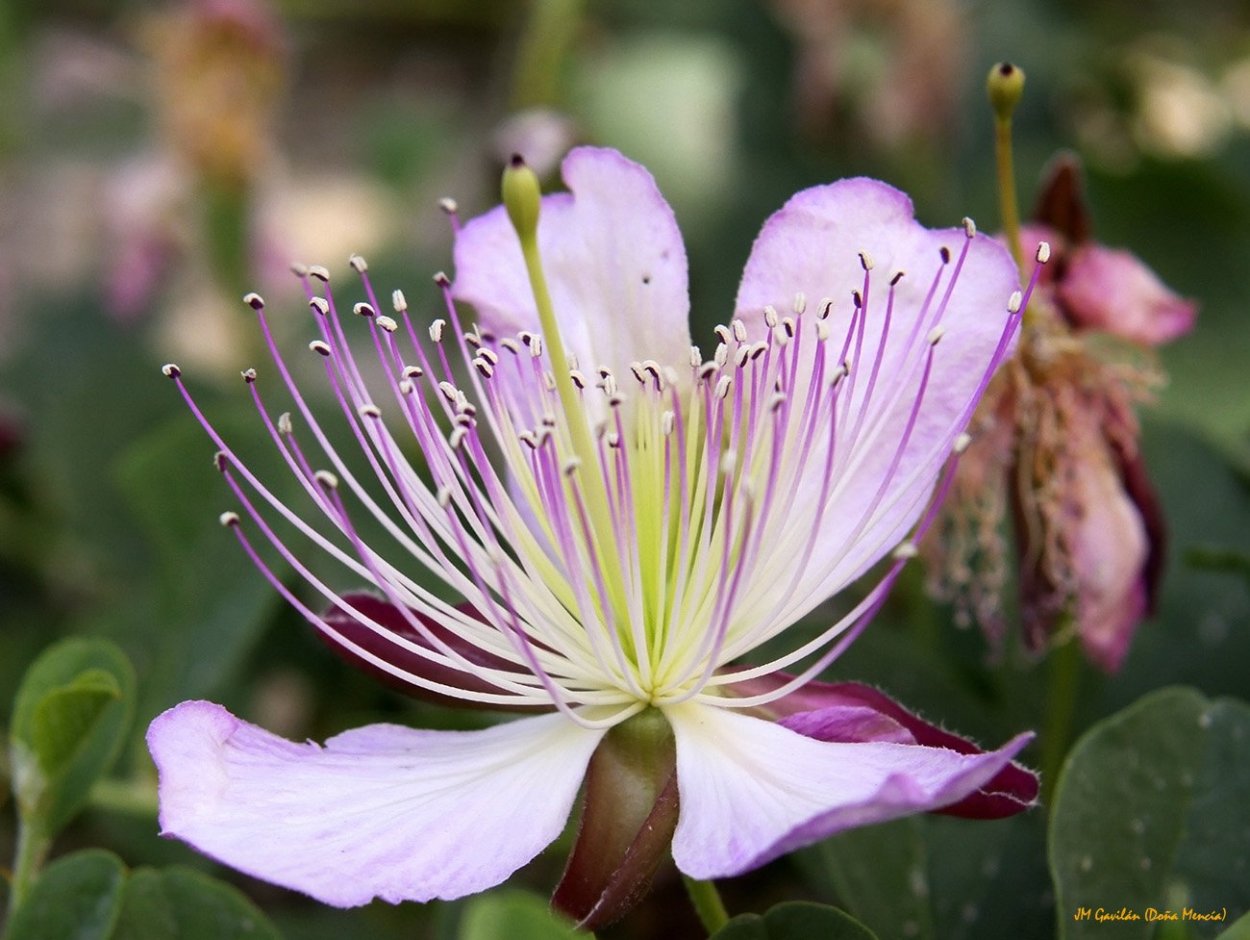 Каперсы цветы