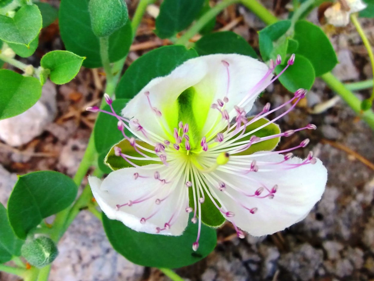 Каперсы бутоны какого цветка