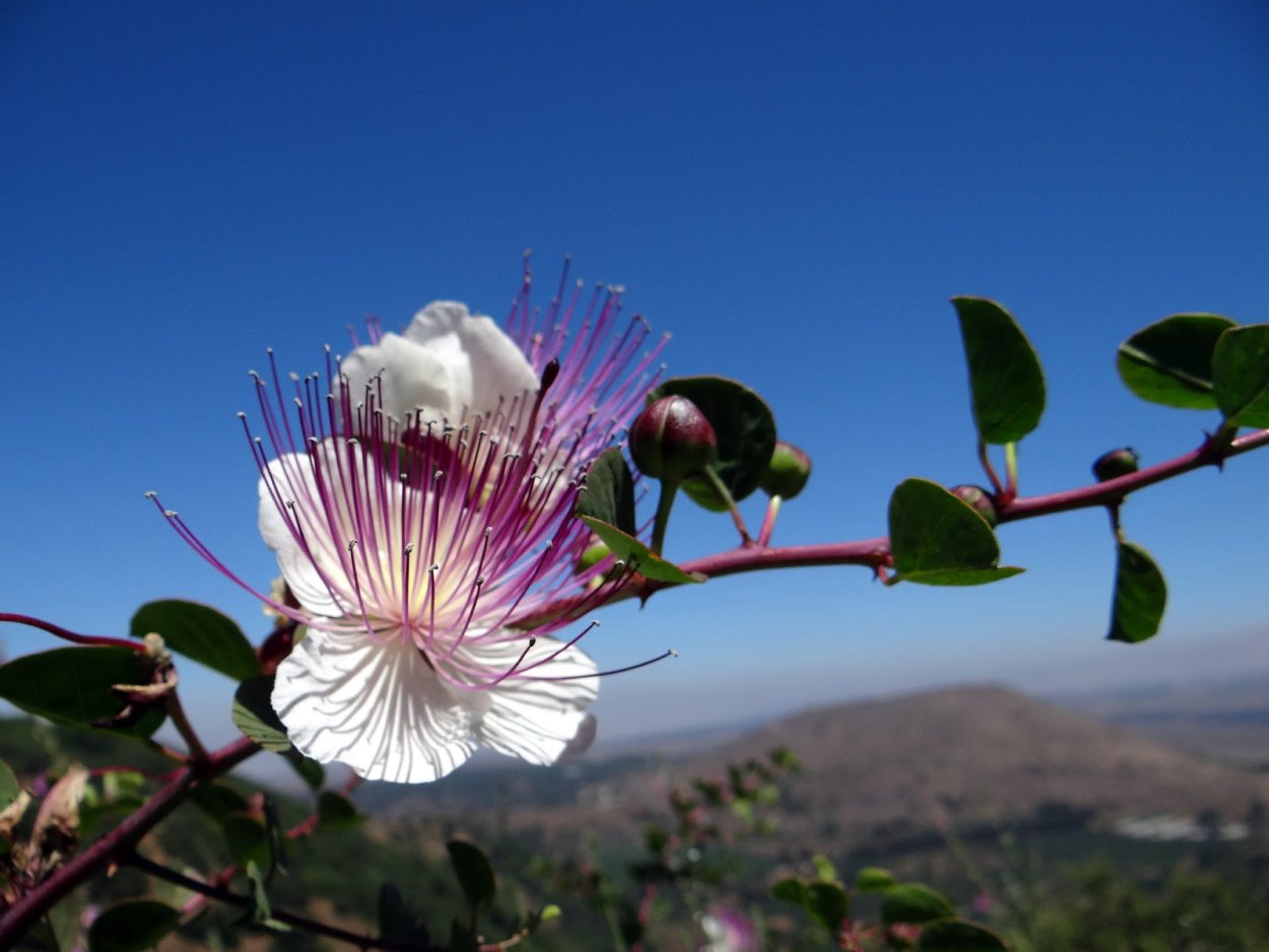 Колючая трава каперсы