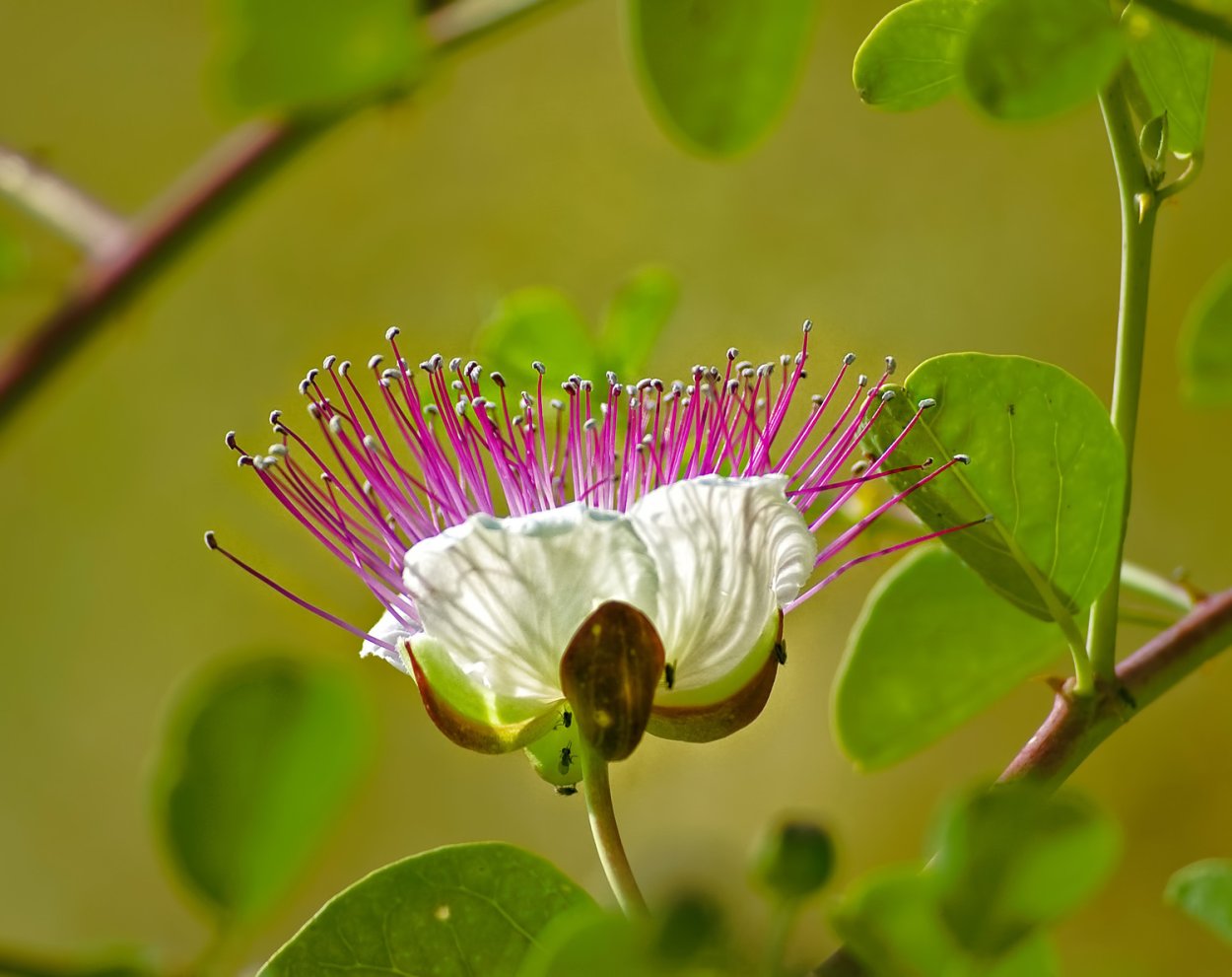 Каперсы цветение