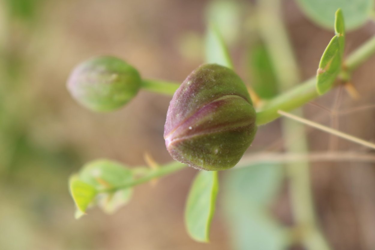 Закуска водка каперсы оливки