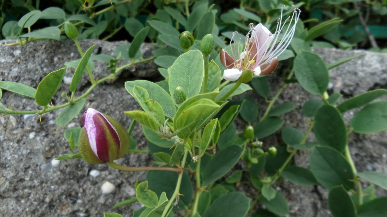 Capparis spinosa на белом фоне