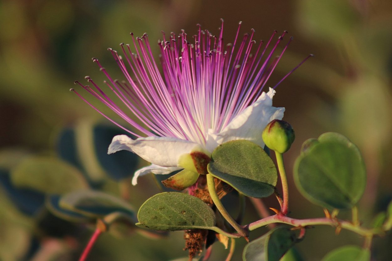 Каперсы на английском