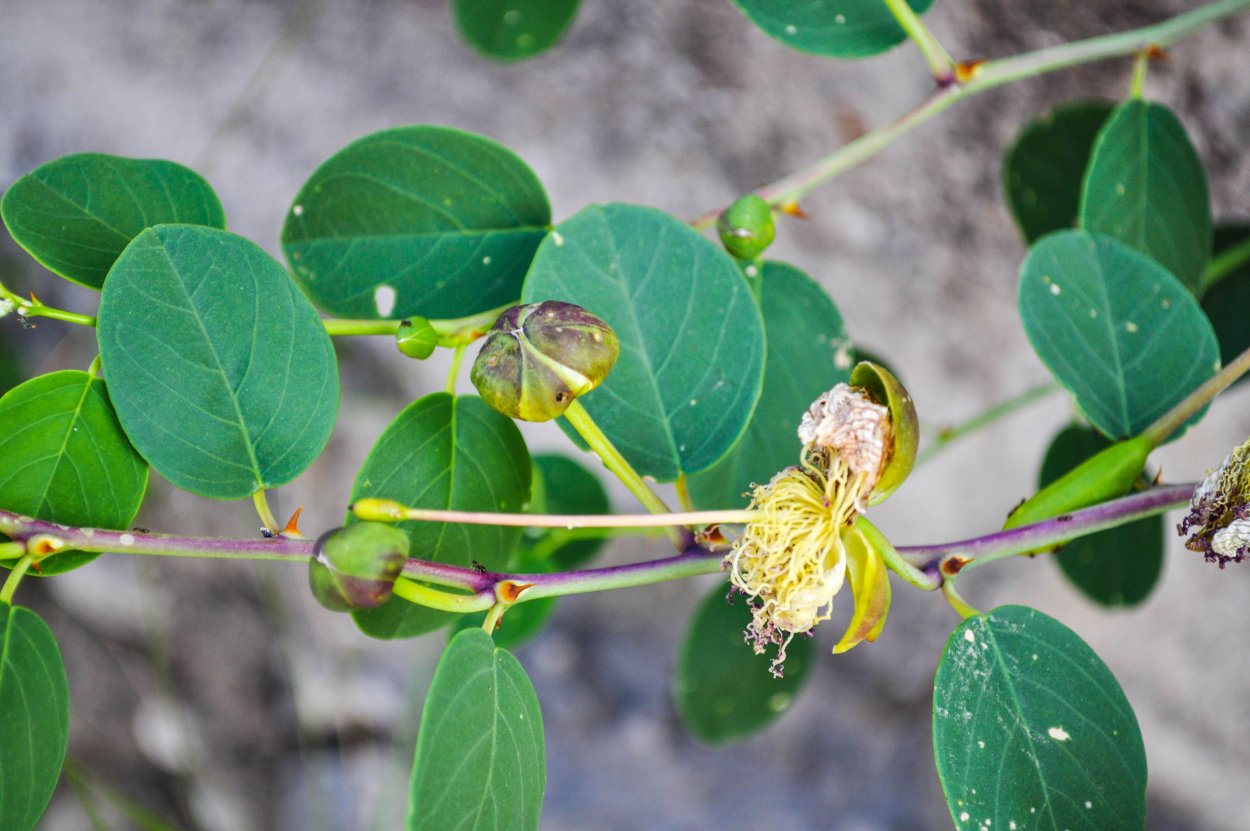 Рассада каперсов