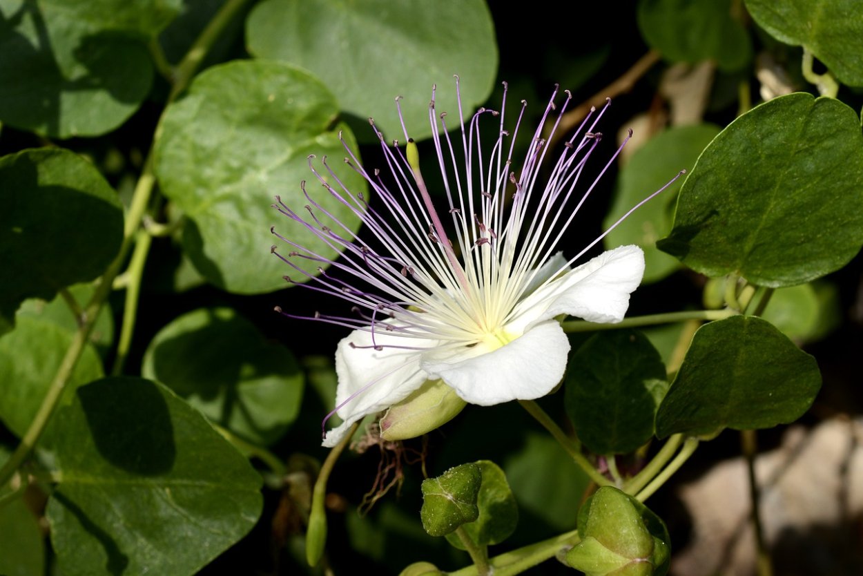 Каперсы на белом фоне