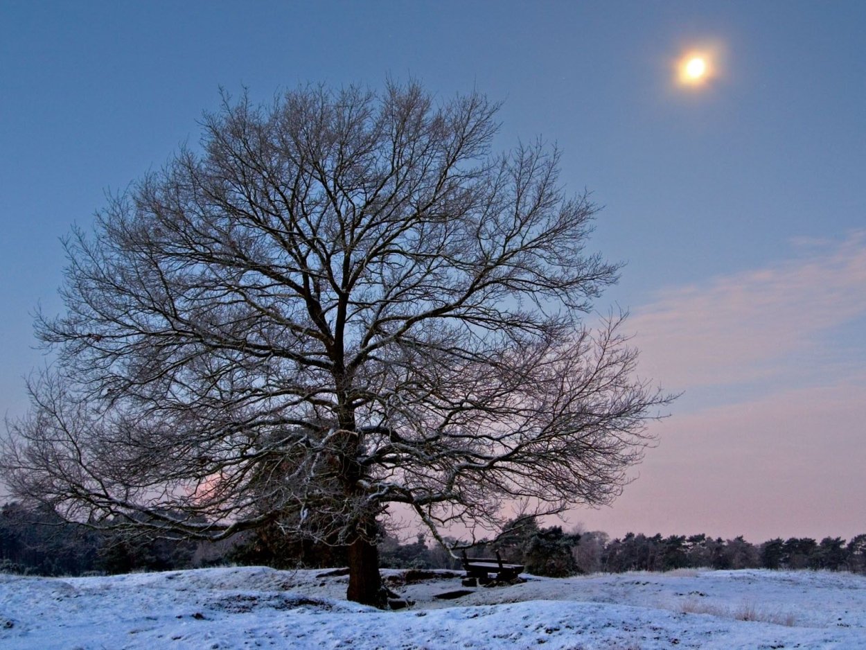 Клён Остролистеый зимой