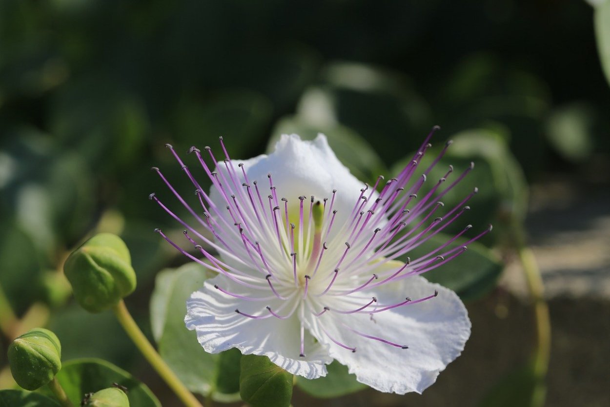 Каперсов колючих корней