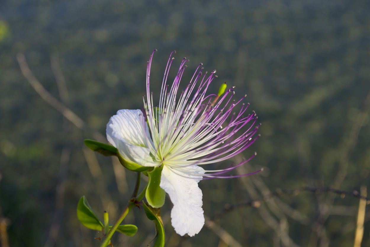 Каперсы цветы Россия