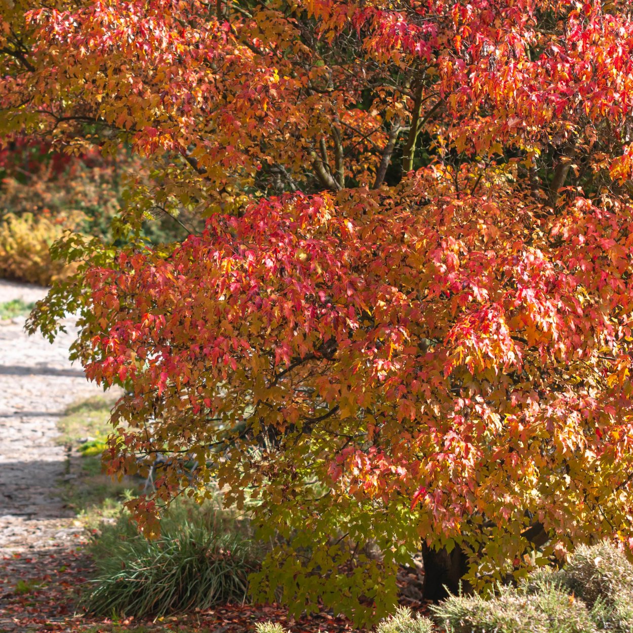 Клён зимой в снегу