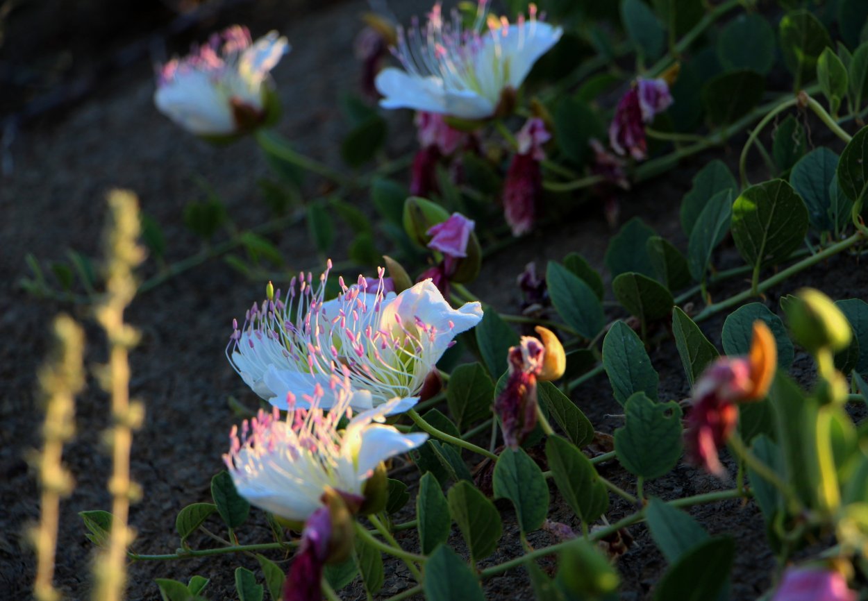 Цветок в виде каперсов