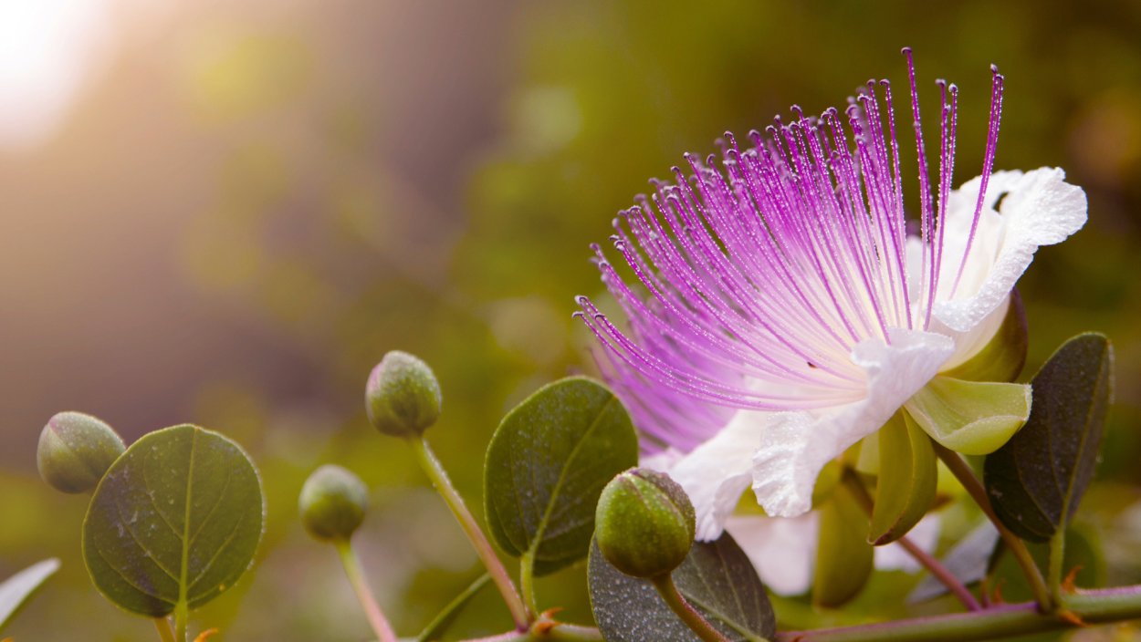 Каперсы дерево