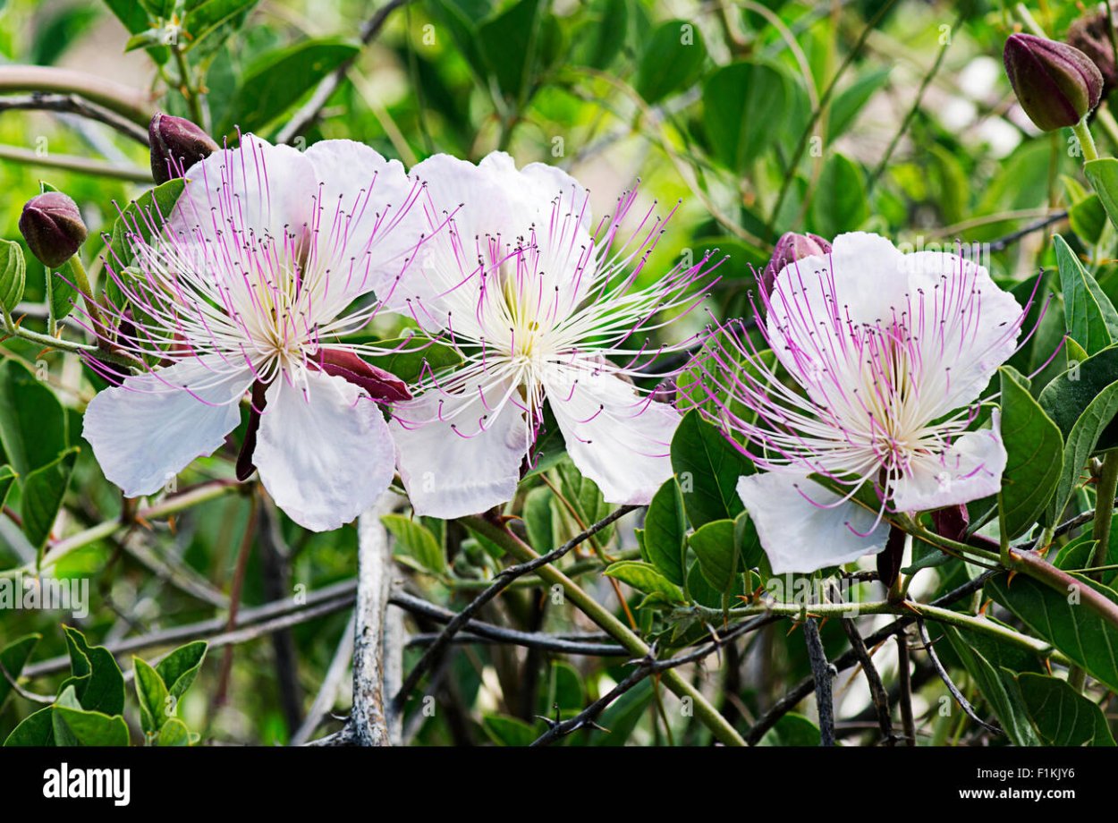 Каперсы Almito 90г