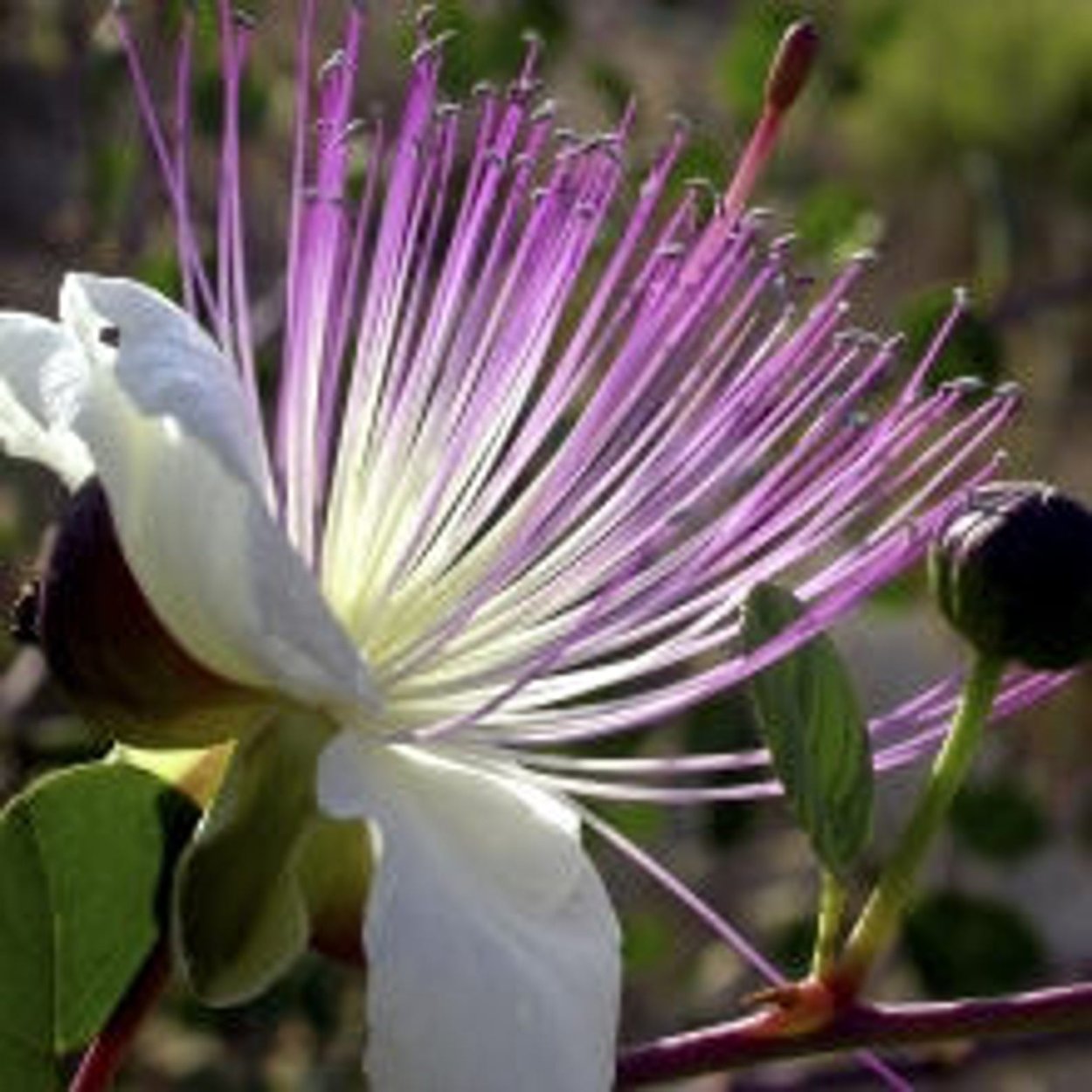 Каперсы колючие