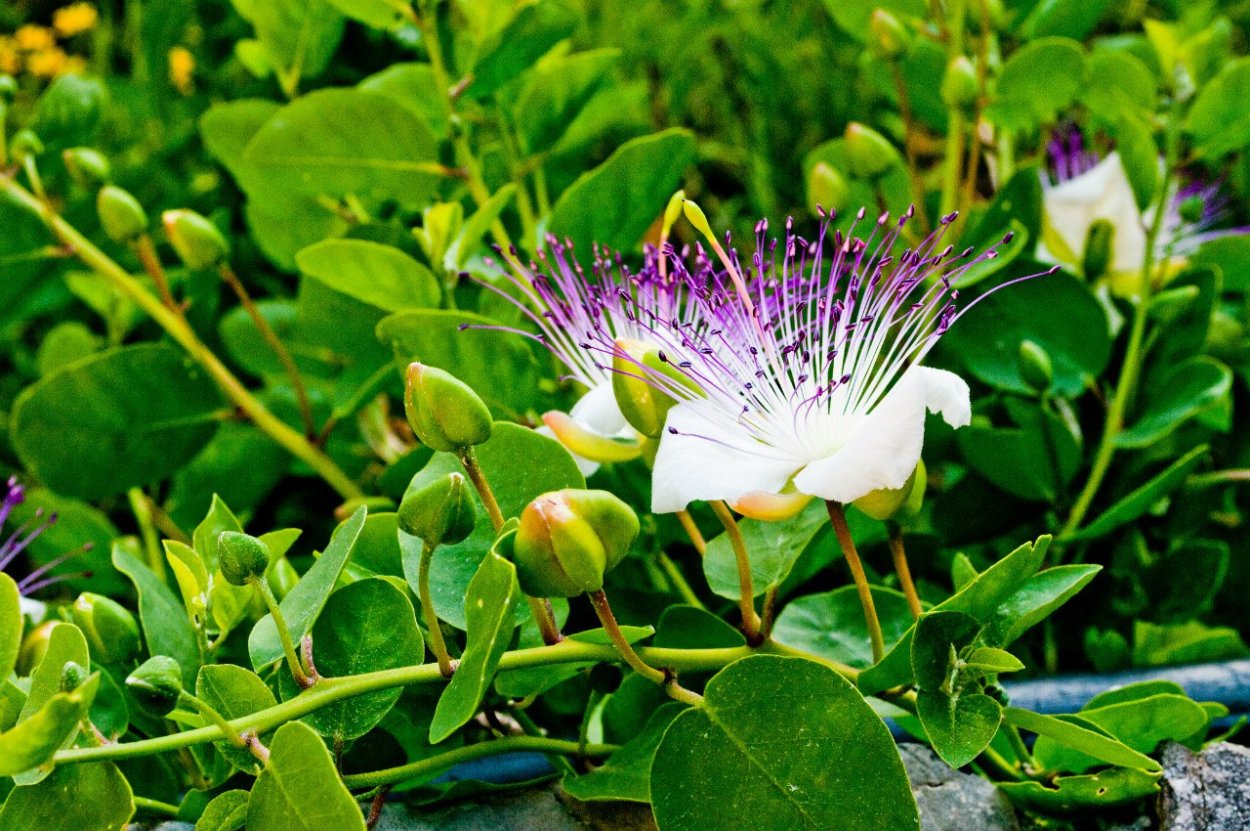 Каперсы растение