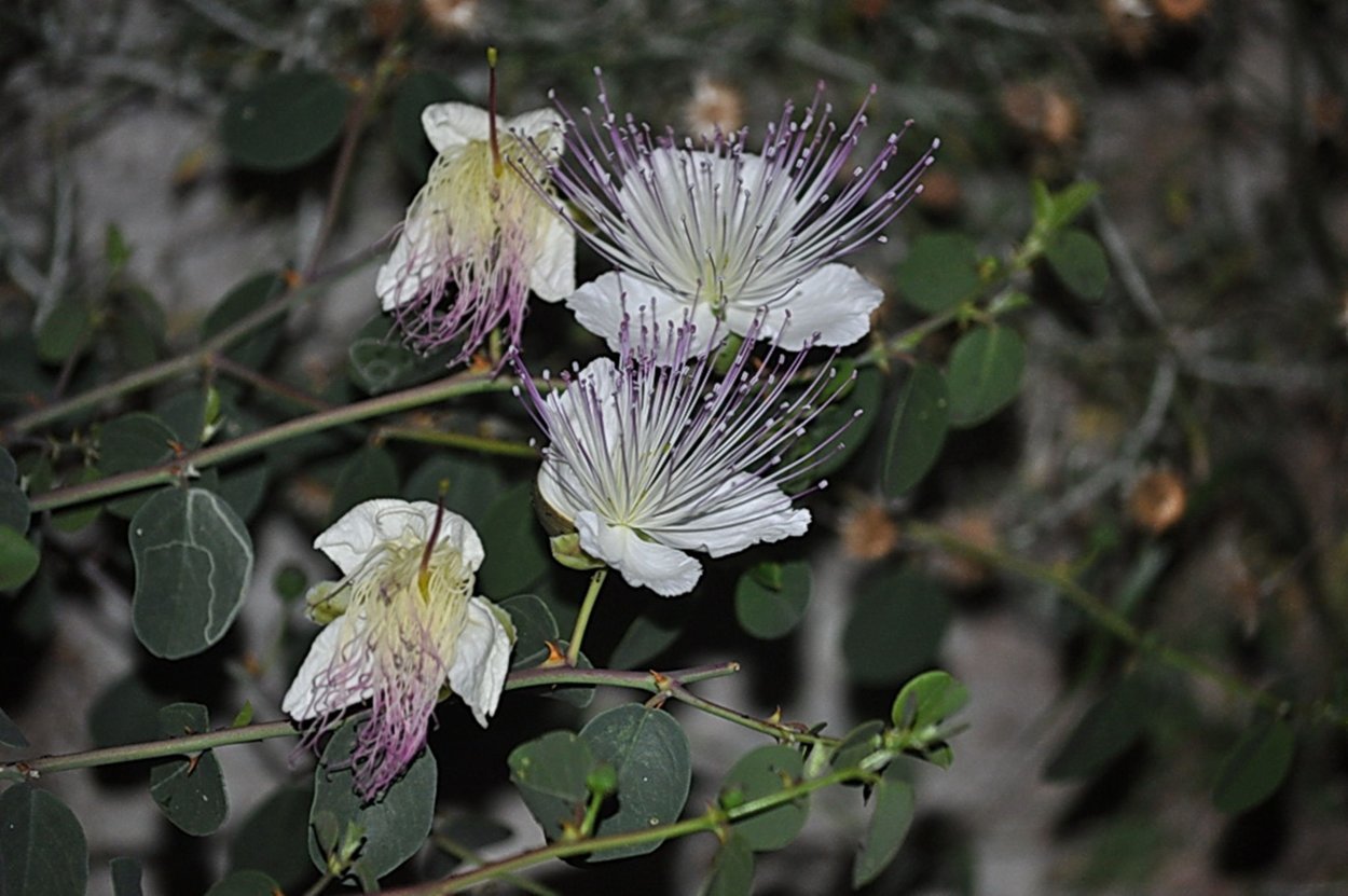 Каперсы цветы