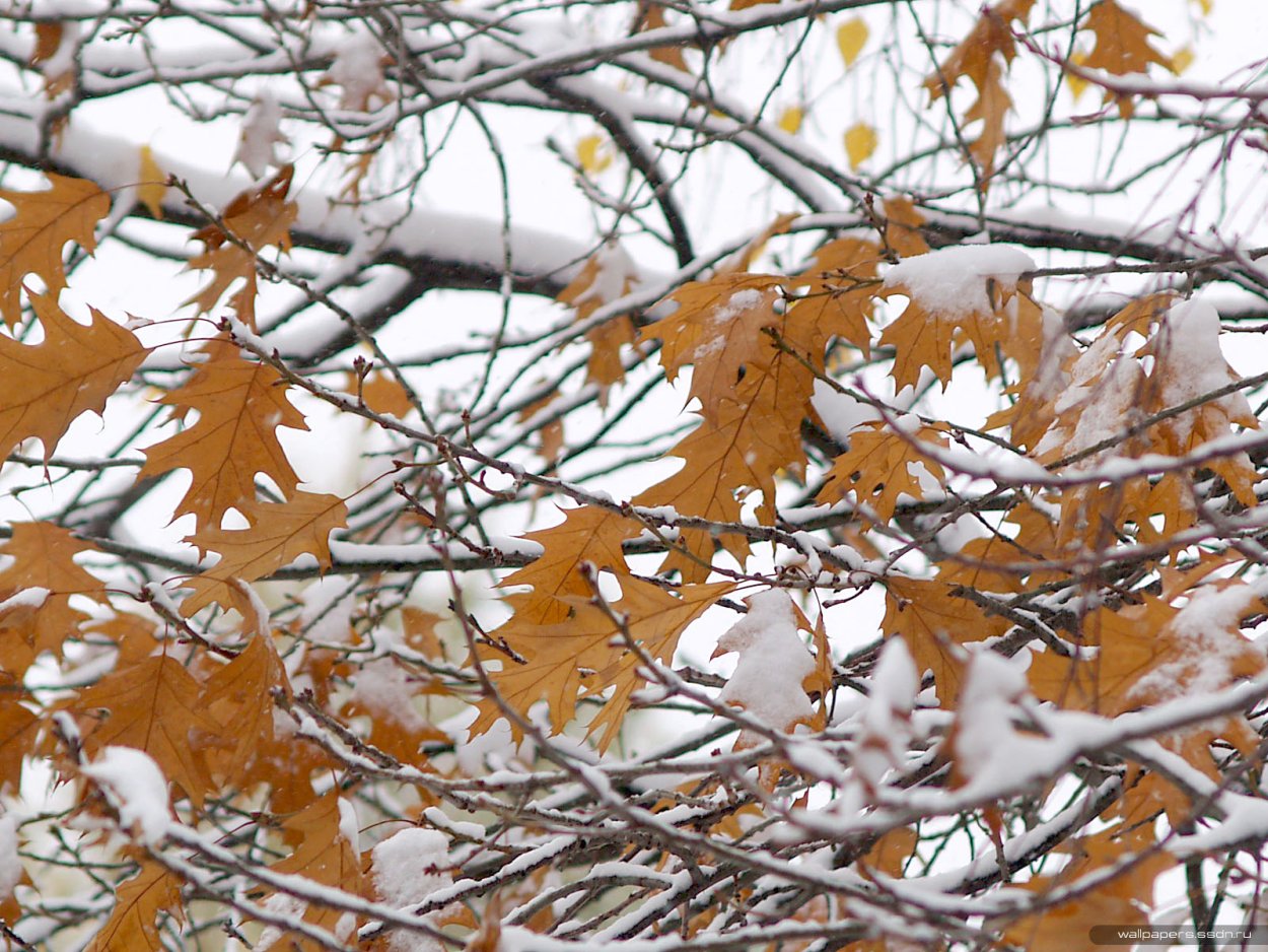 Клен Гиннала цветение