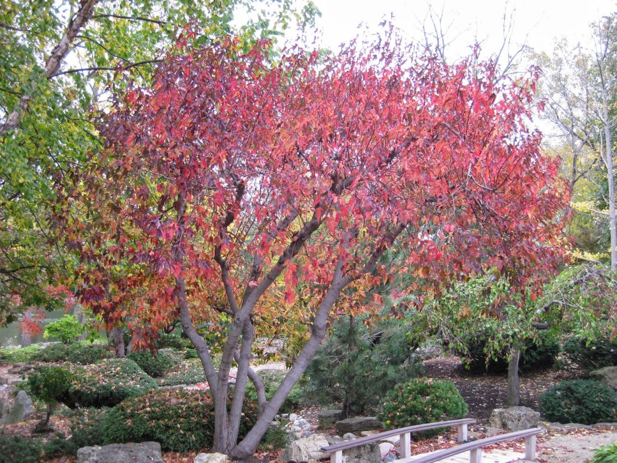 Клен ясенелистный зимой