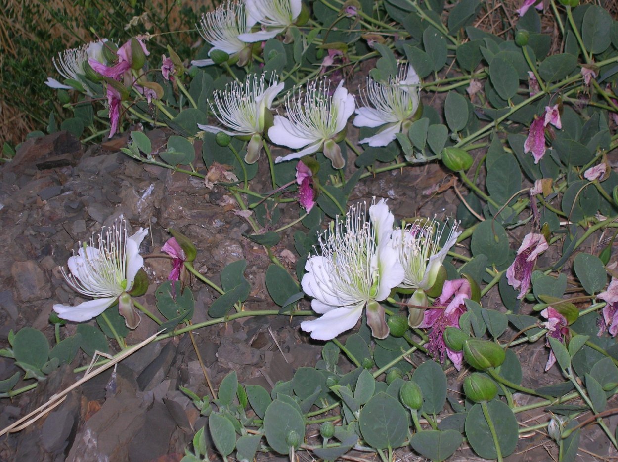 Роза в каперсах