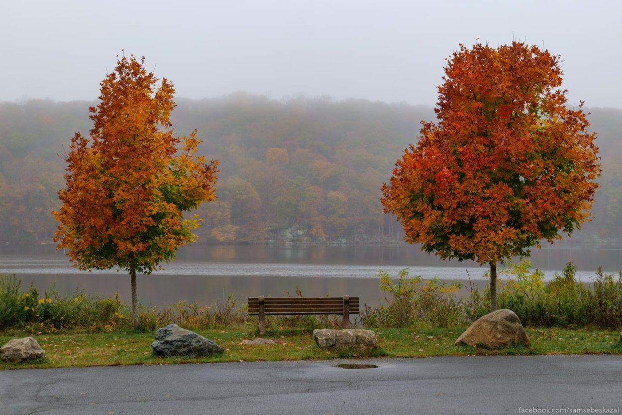 Красные кленовые листья во время дождя