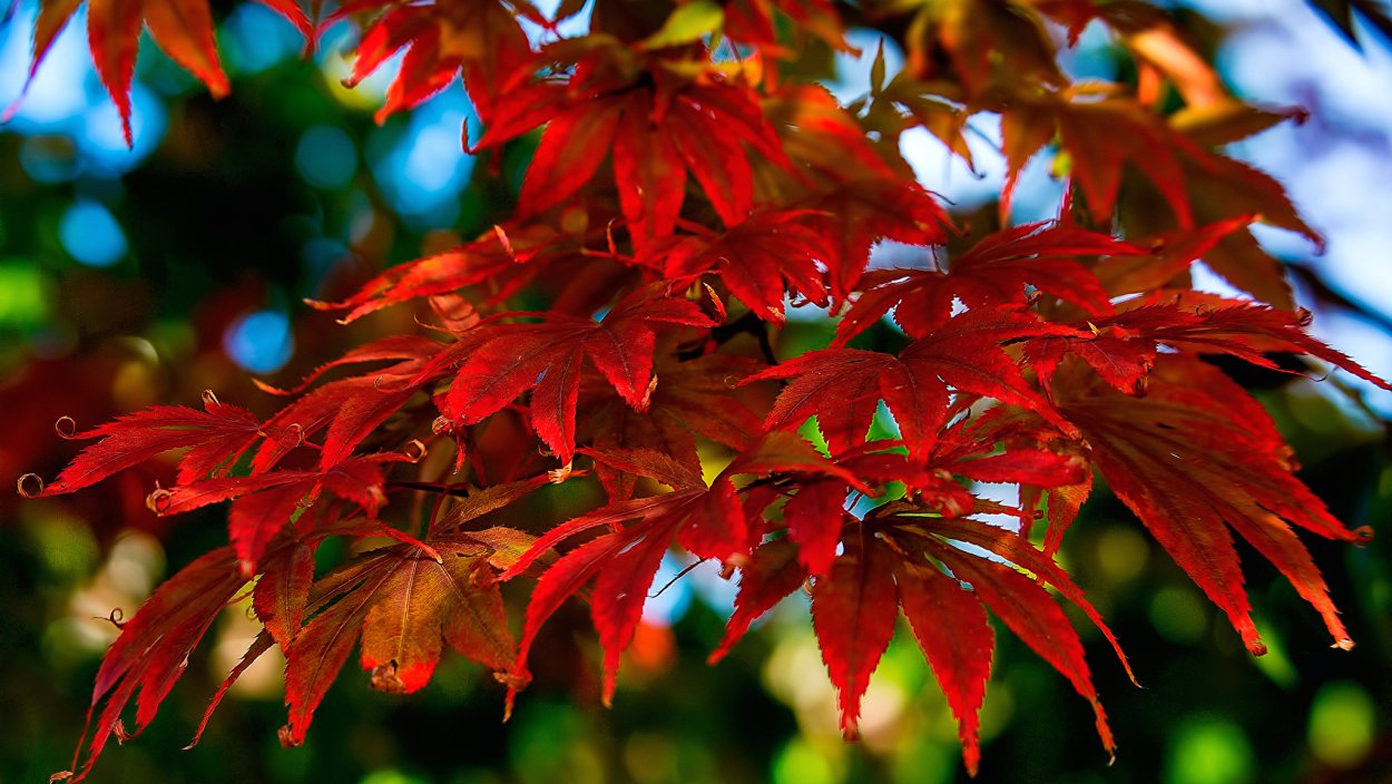 Клен остролистный Гиннала