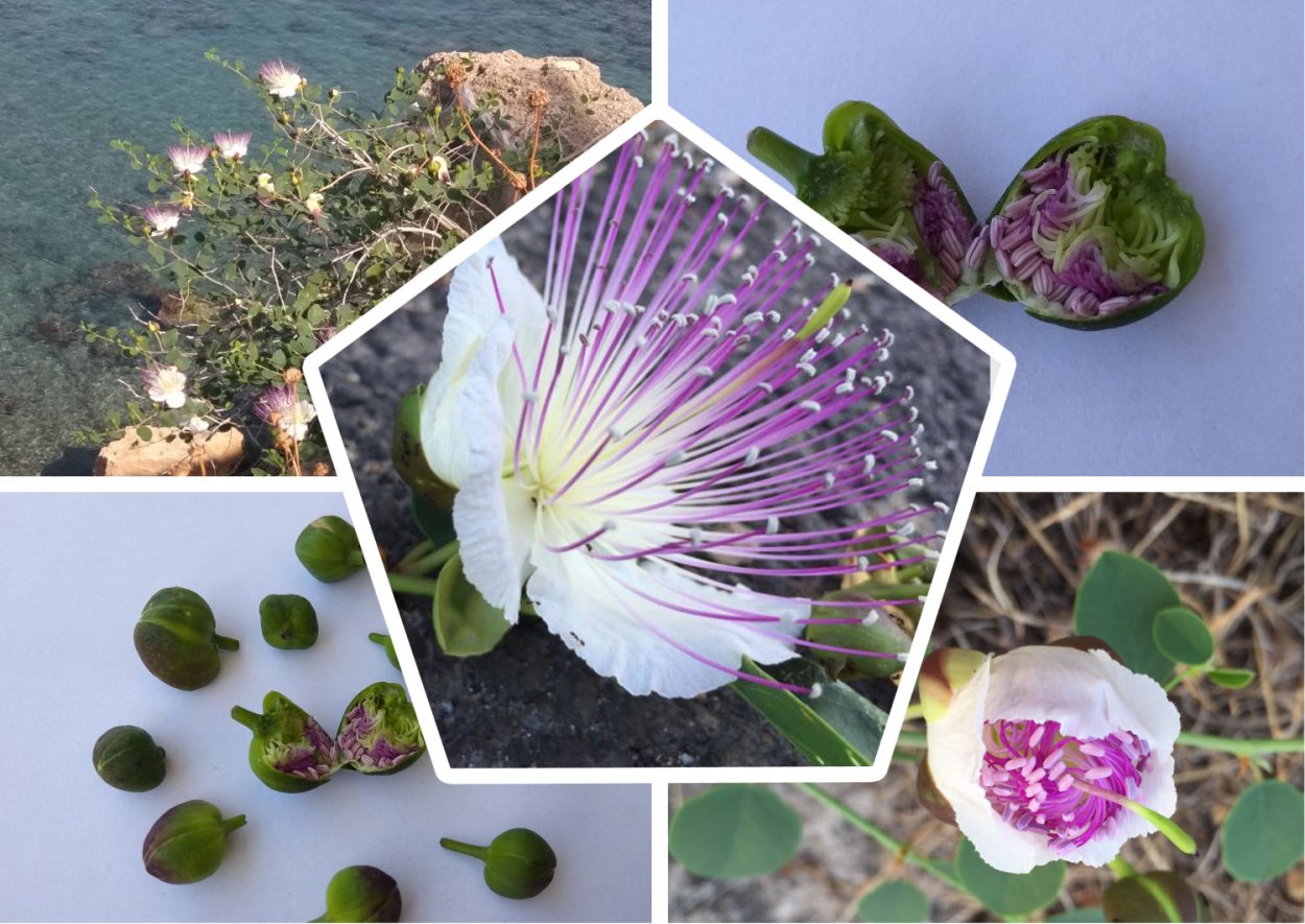 Листья каперсов