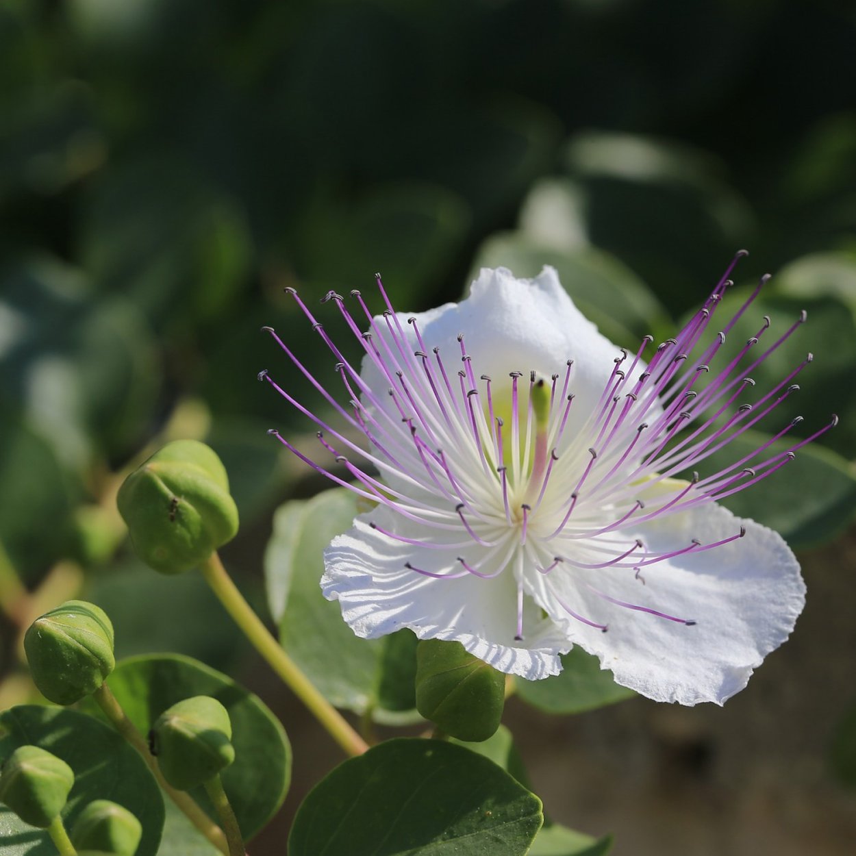 Каперсы стебли