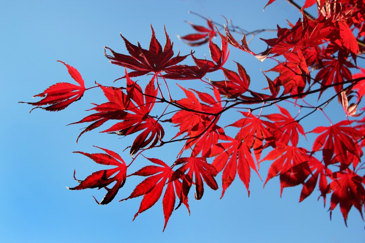 Acer rubrum (клен красный) 'Red Sunset'