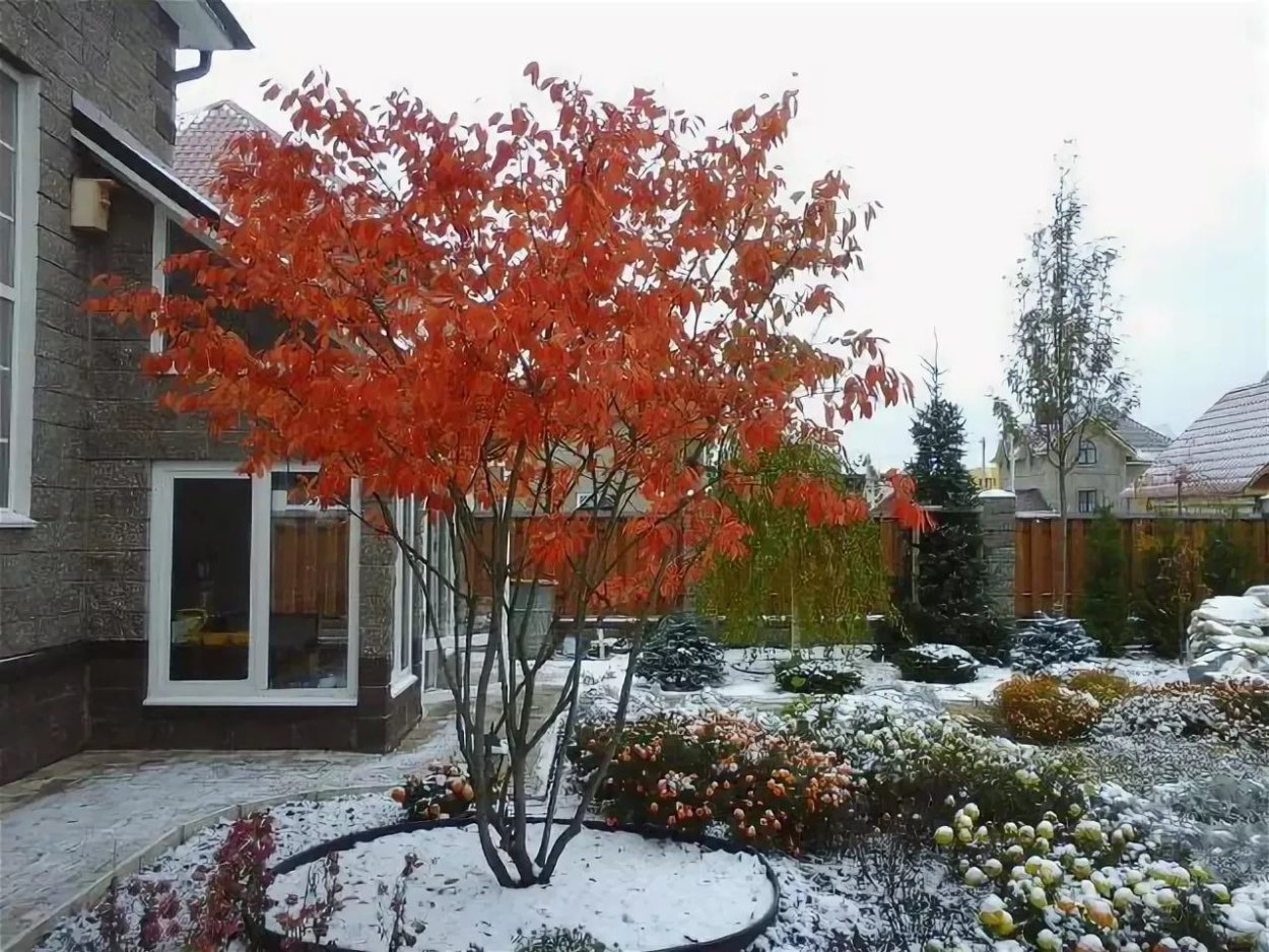 Клен Гиннала ниваки