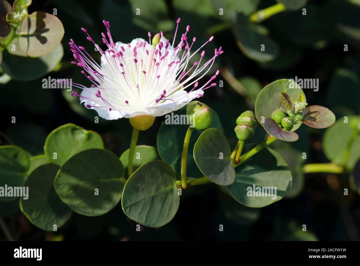 Каперсы колючие бутон