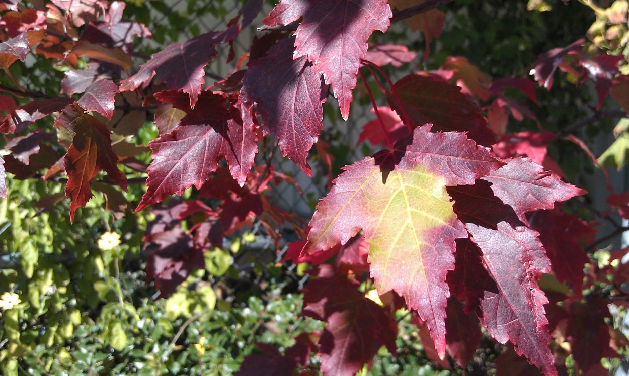 Клен Гиннала