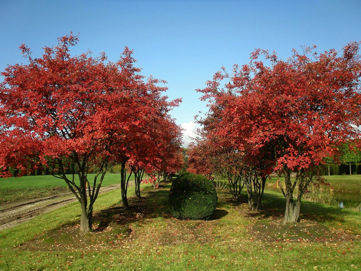 Дуб канадский краснолистный