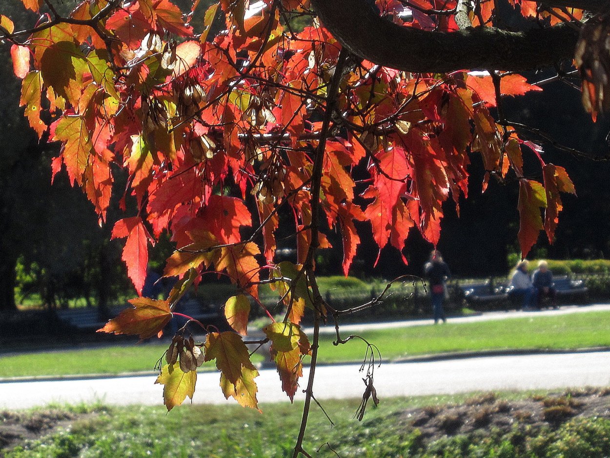 Acer freemanii autumn Blaze