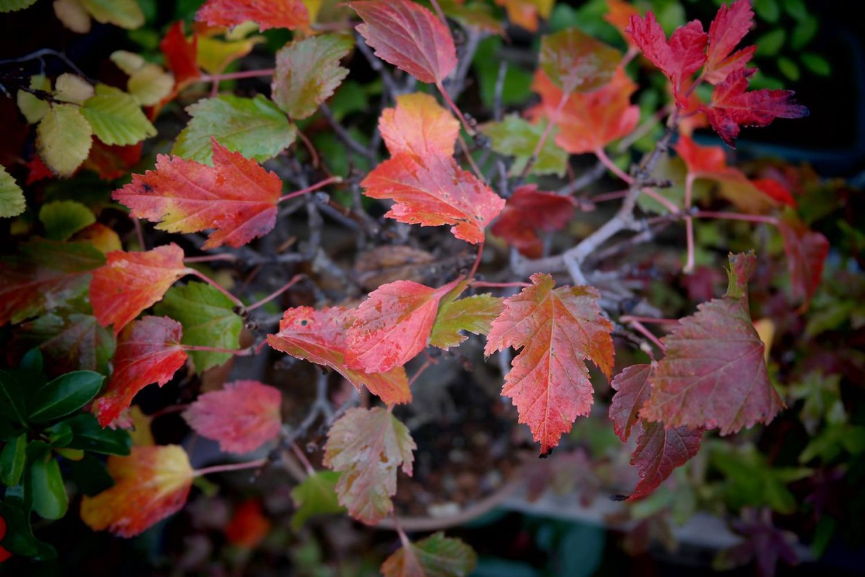 Клен красный Acer rubrum