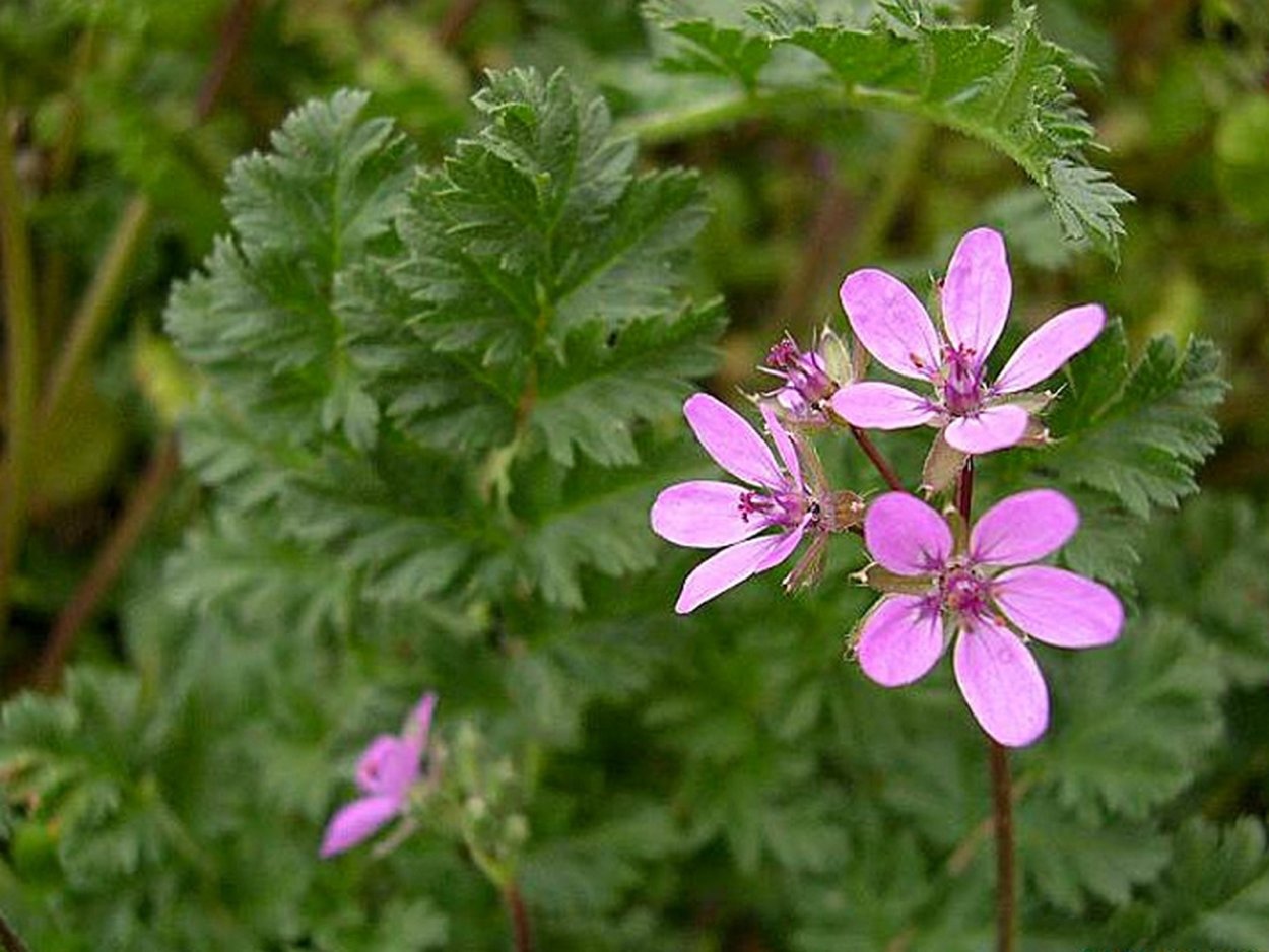 Аистник Стевена