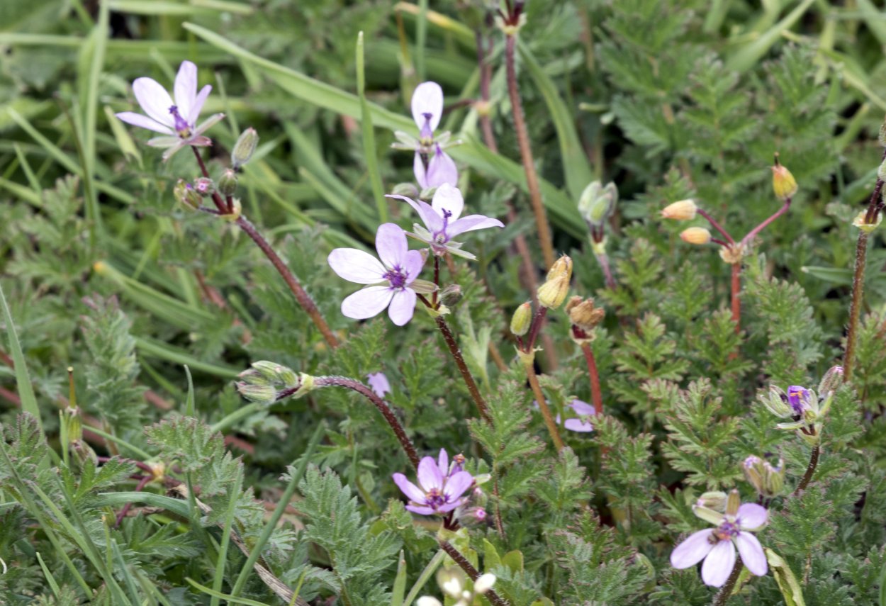 Аистник Стевена